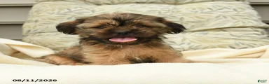 Grover