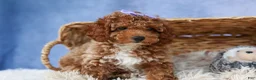 Miniature Poodle dogs for sale: WINNIE - Ad 12
