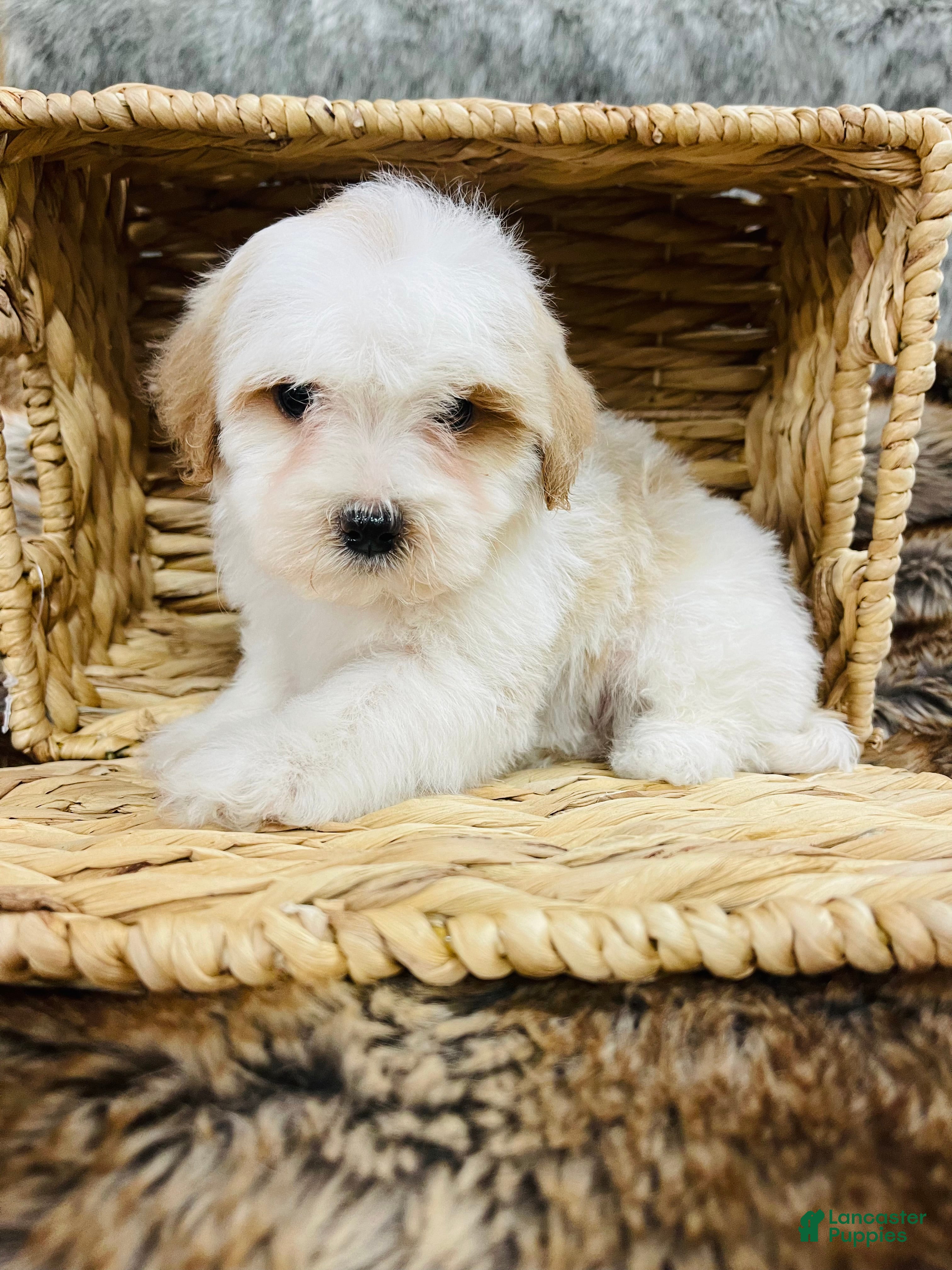 Mixed Breed dogs Dior - Ad 7