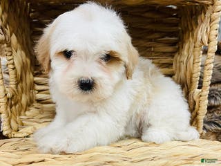 Mixed Breed dogs Dior - Ad 19