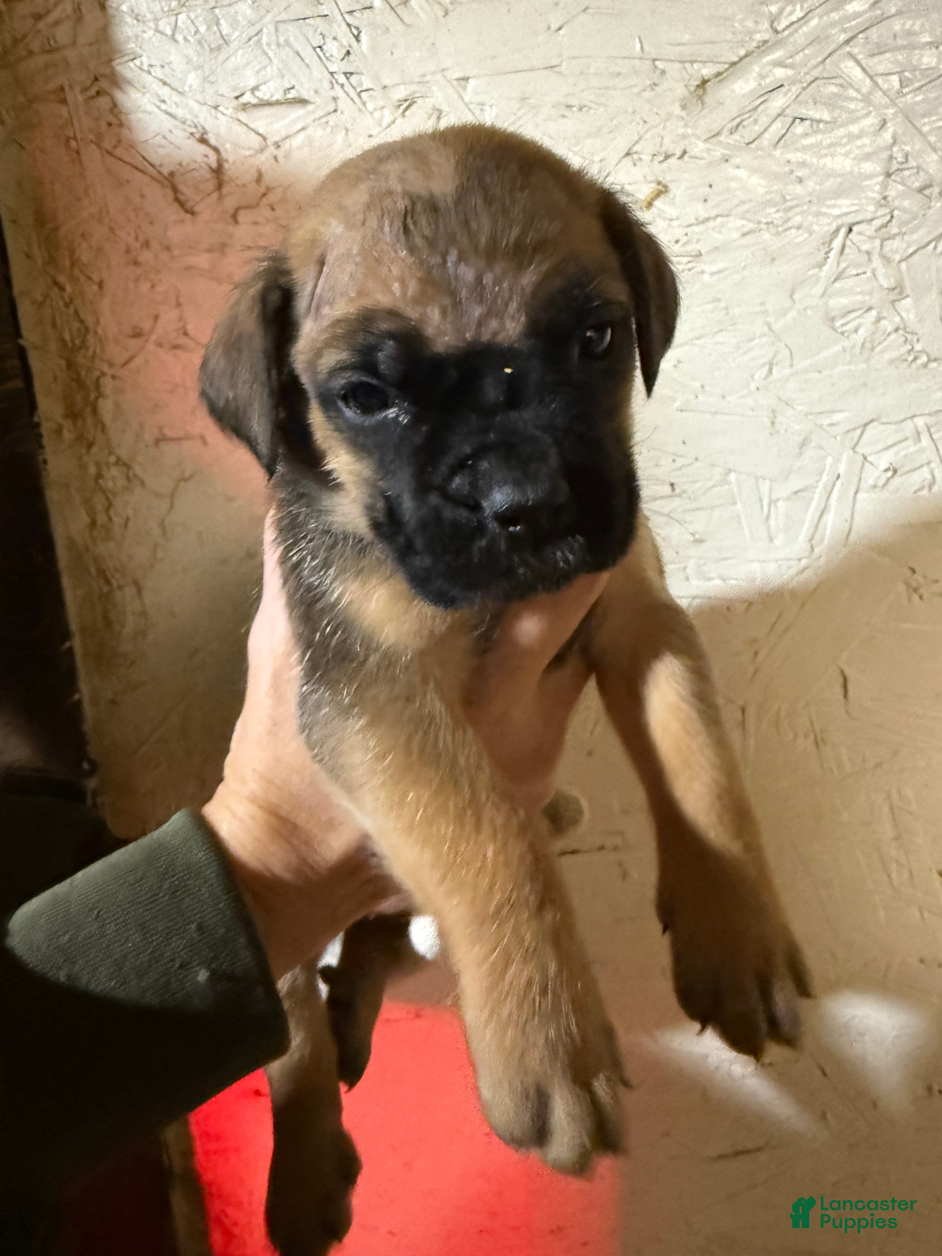 Cane Corso dogs Cane Corso Puppy 3 princess - Ad 40