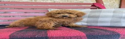 Mixed Breed dogs for sale: Jasper - Ad 1