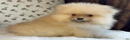 Pomeranian dogs for sale: Pomeranian Puppy Teddy - Ad 3