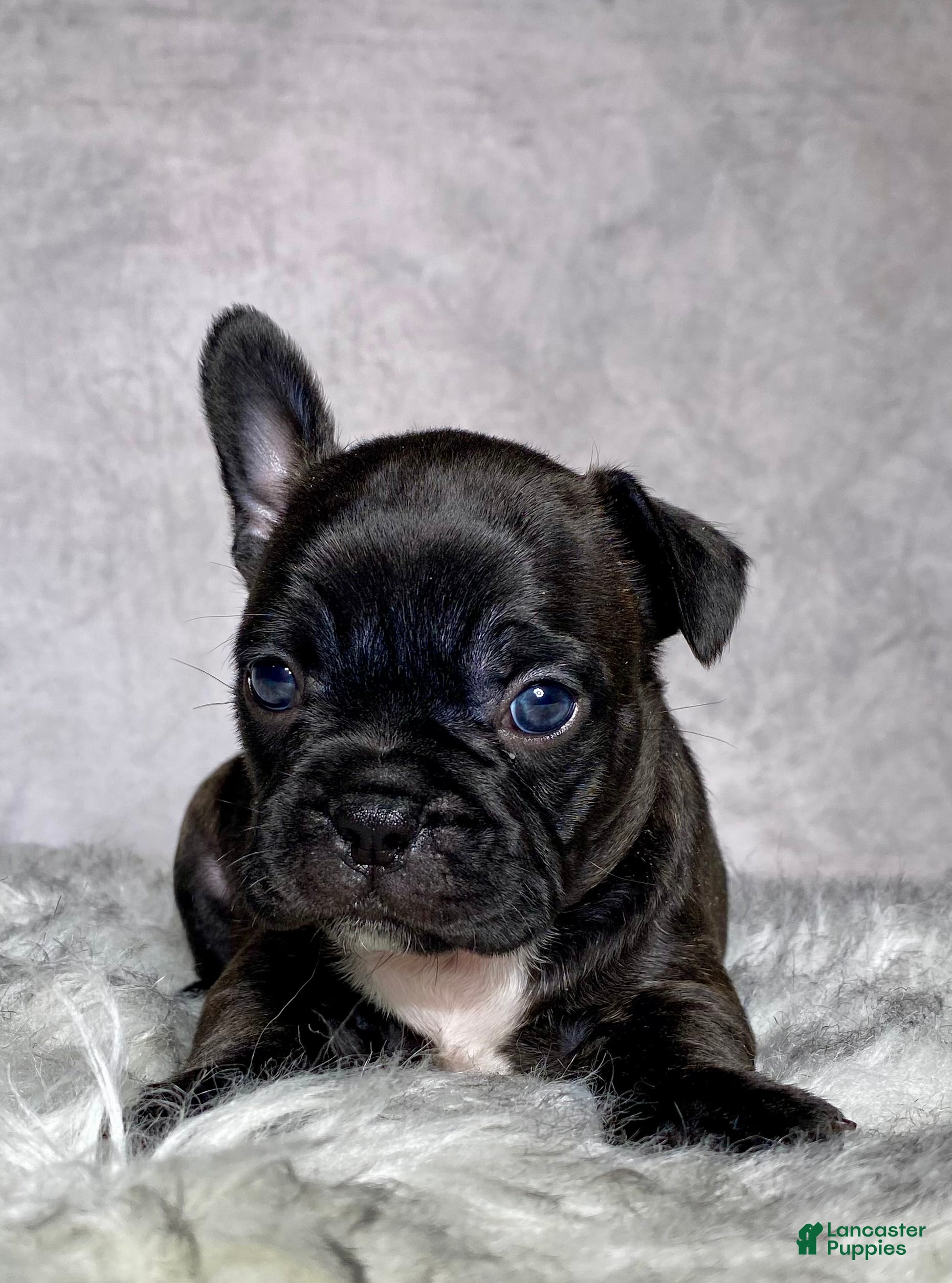 Frenchton dogs Miss Queenie  - Ad 2