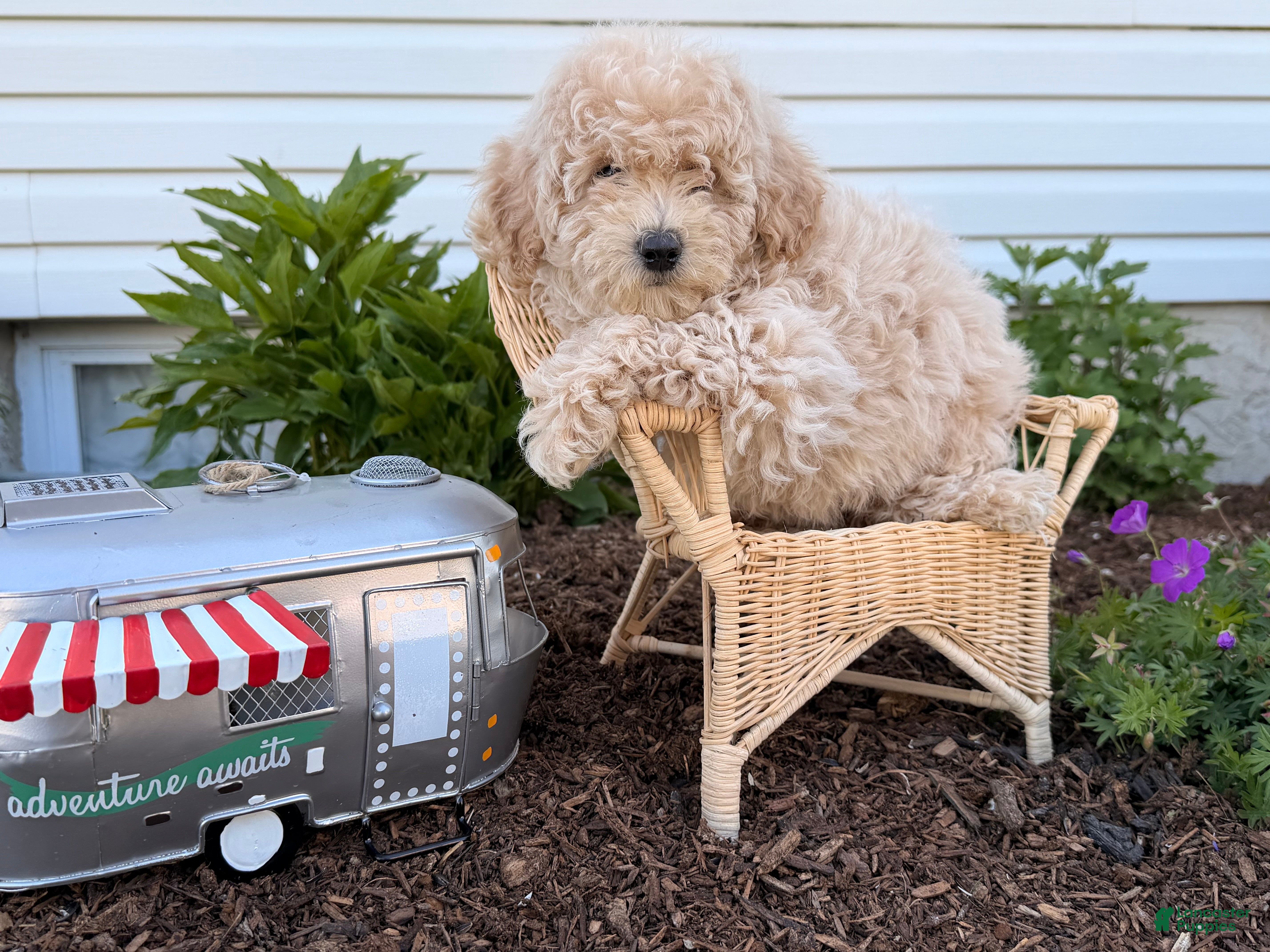 Bichpoo dogs Melodie  - Ad 1