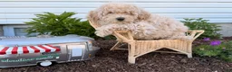 Bichpoo dogs for sale: Melodie  - Ad 1