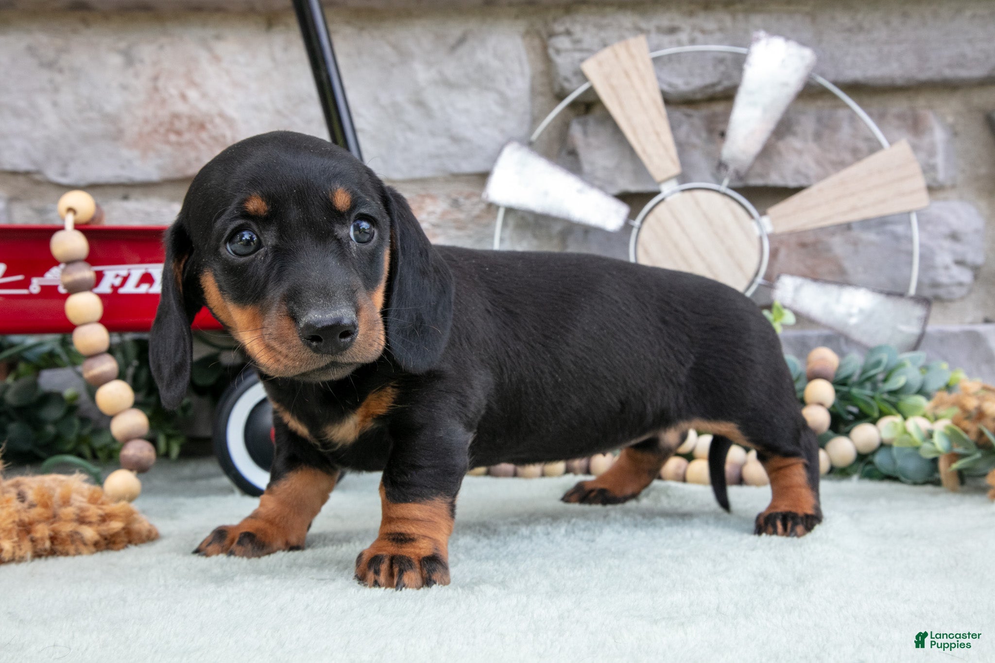 Miniature Dachshund dogs Mia - Ad 1