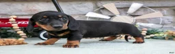 Miniature Dachshund dogs for sale: Mia - Ad 1