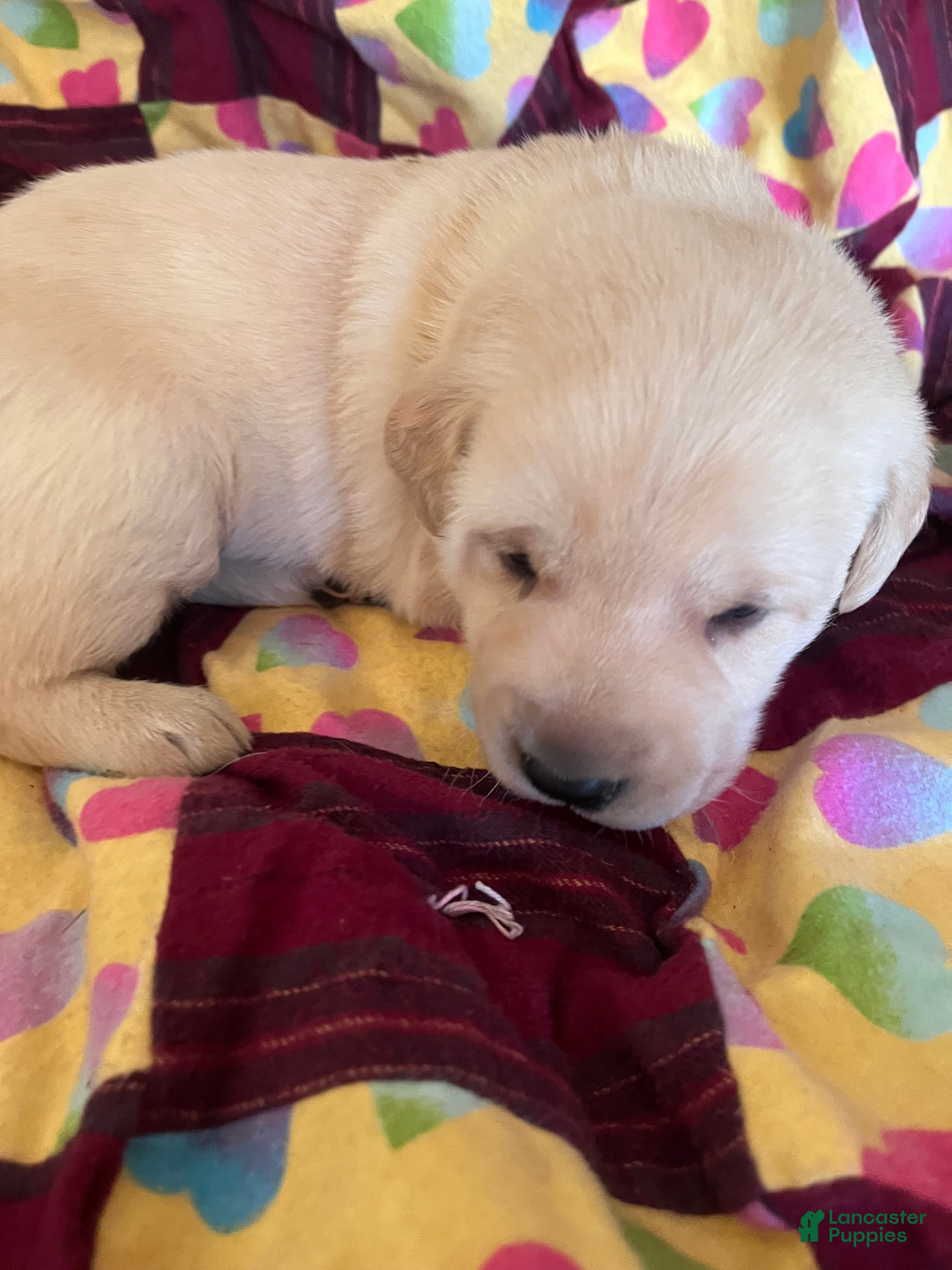 Labrador Retriever dogs  Puppy 1 - Ad 41