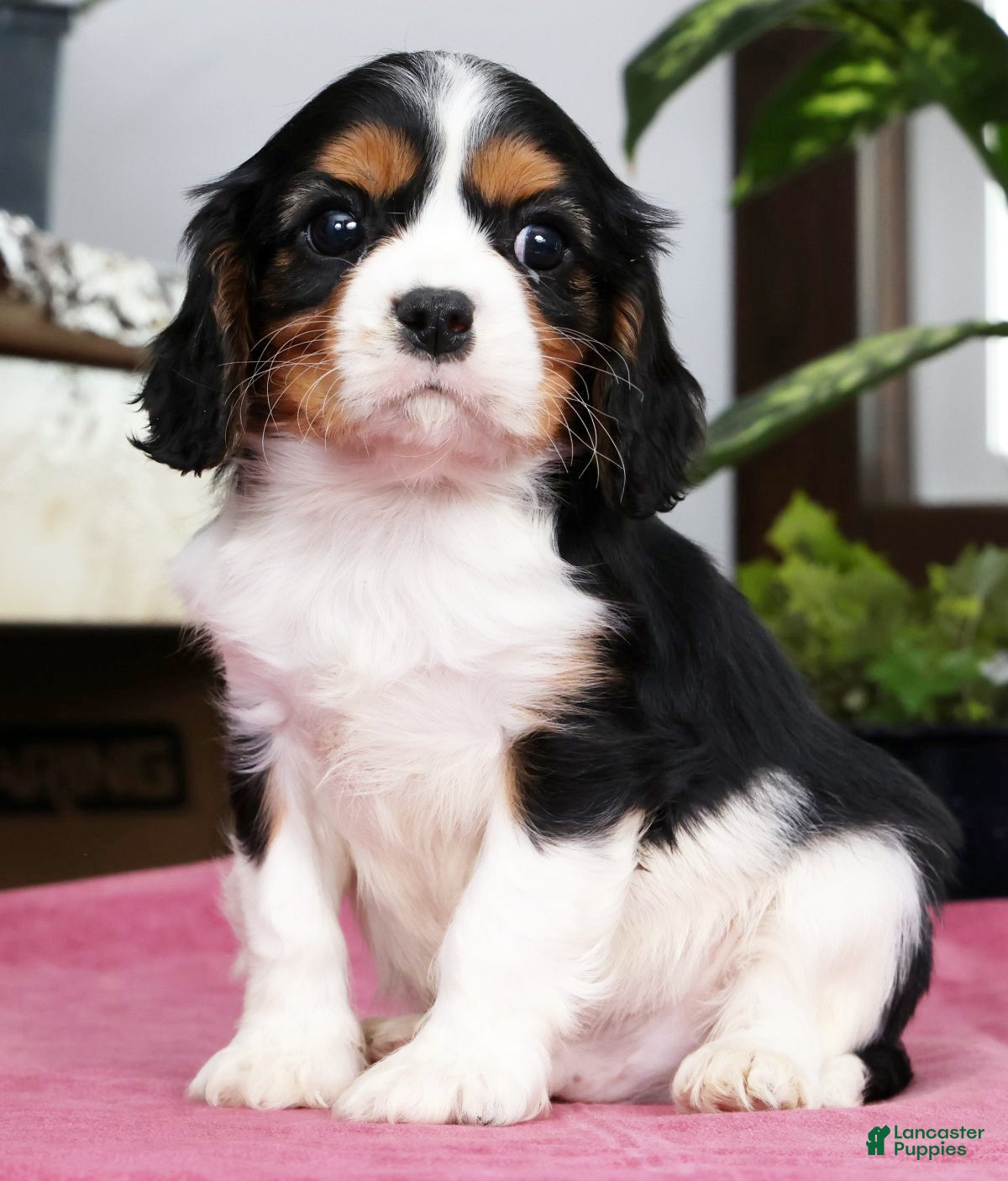 Cavalier King Charles Spaniel dogs Sparky - Ad 1