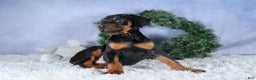 Doberman Pinscher dogs for sale: TITUS - Ad 2