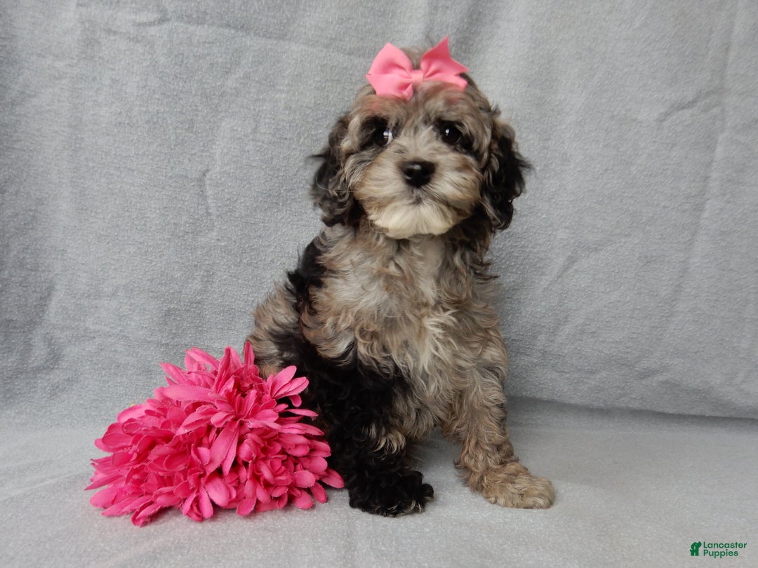 Cockapoo dogs for sale: Adele - Ad 5