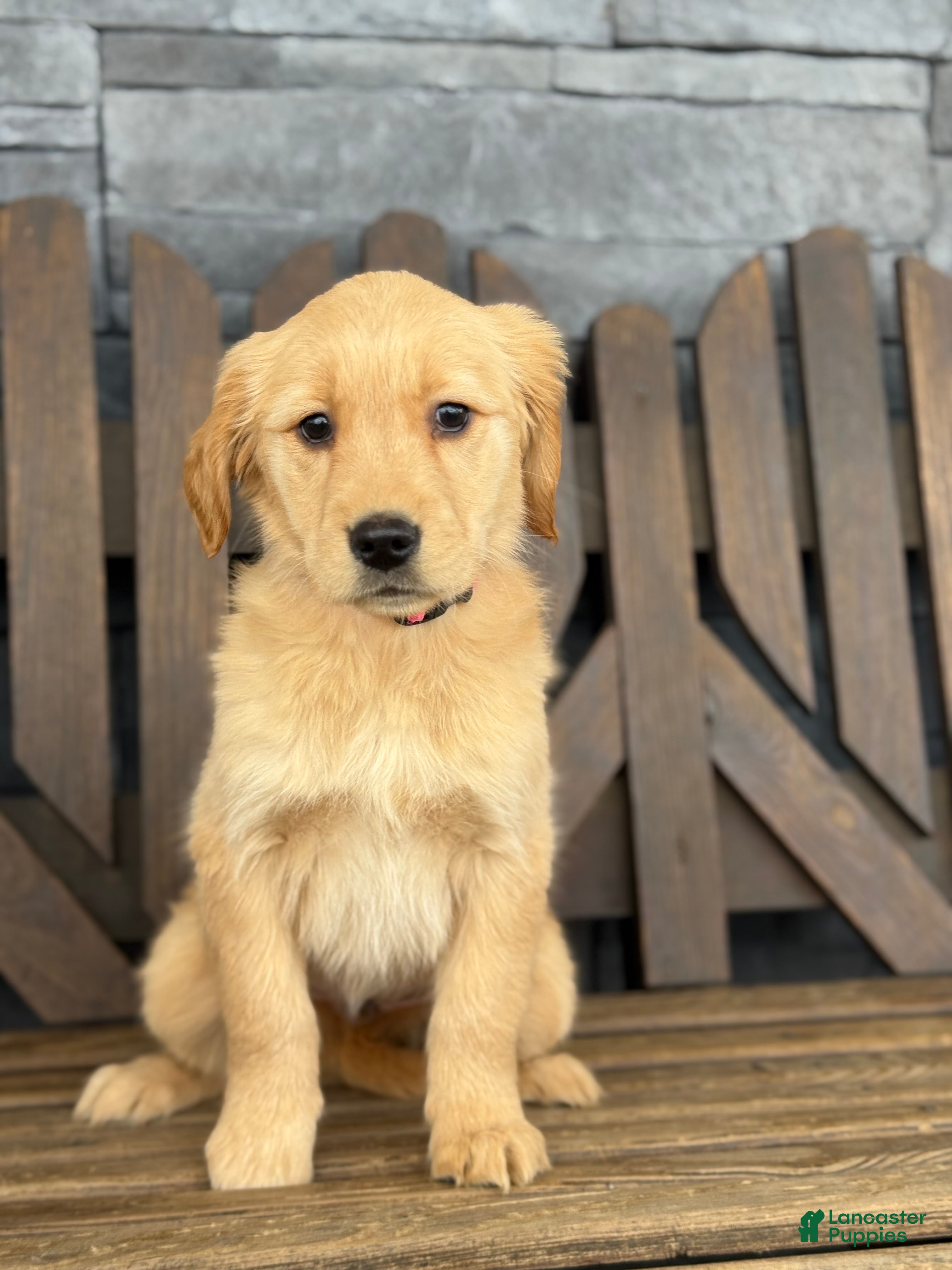 Golden Retriever dogs Misty - Ad 11
