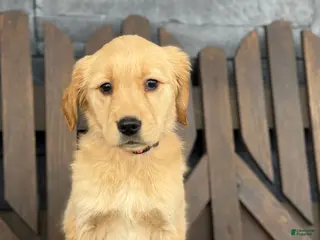 Golden Retriever dogs Misty - Ad 10