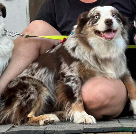 Miniature Australian Shepherd dogs Ruby - Ad 9