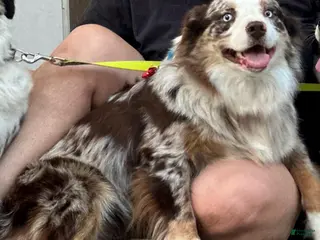 Miniature Australian Shepherd dogs Ruby - Ad 10