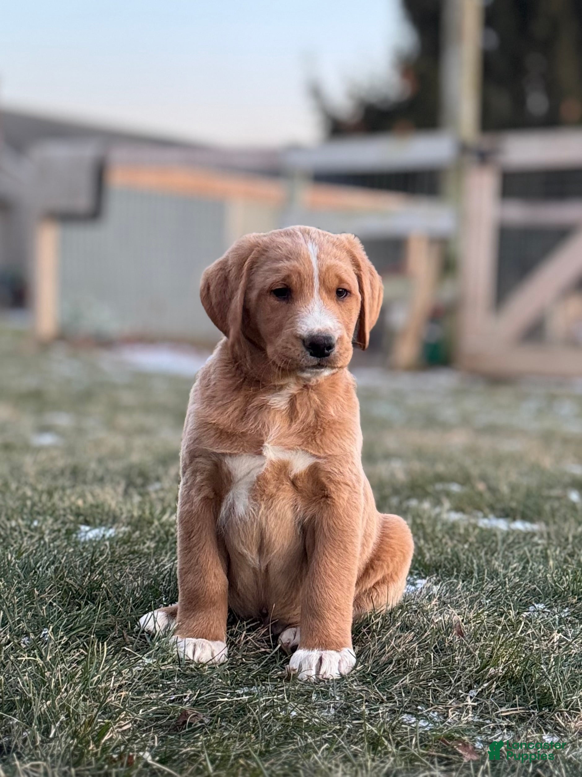 Mixed Breed dogs Simba - Ad 22