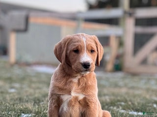 Mixed Breed dogs Simba - Ad 26