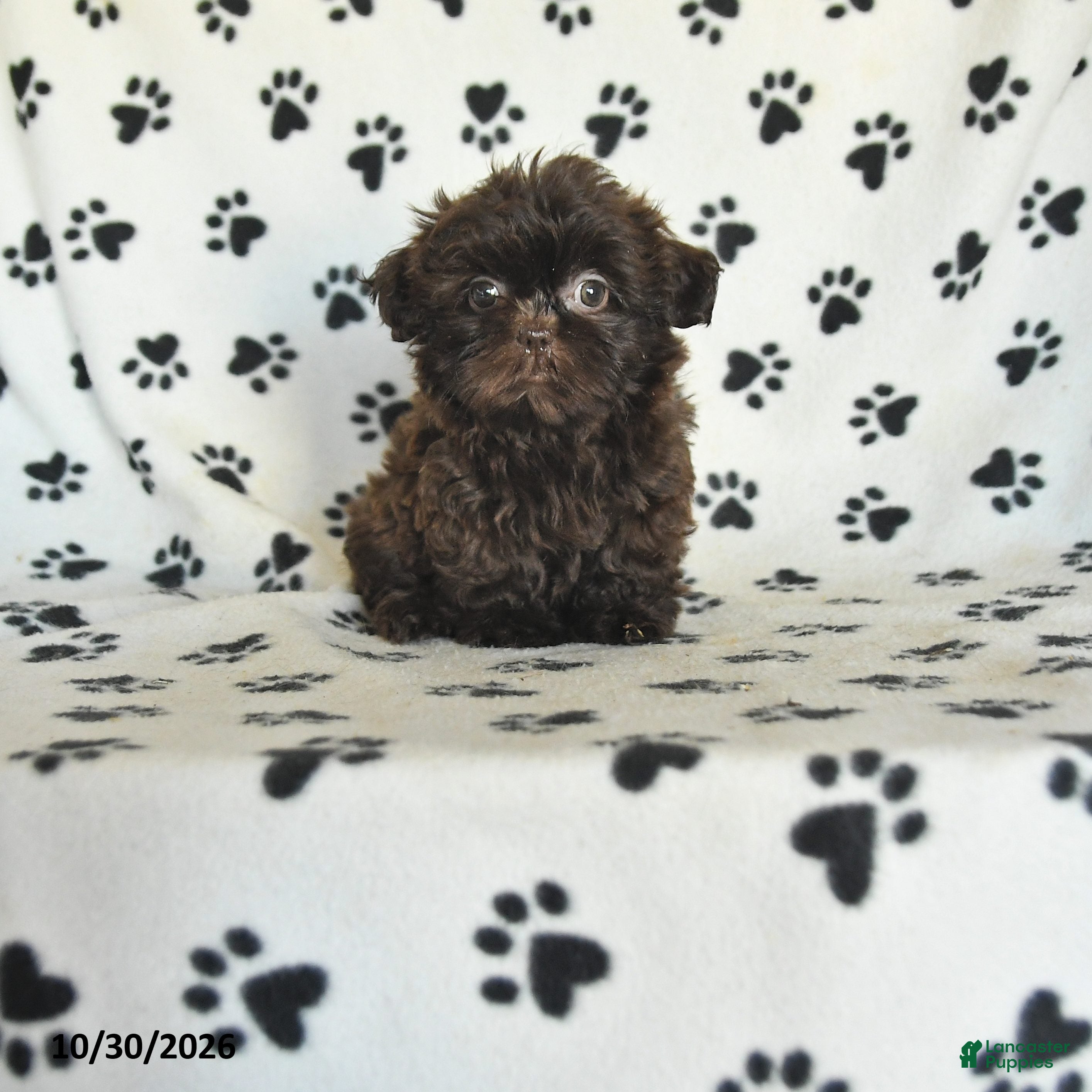 Shih Tzu dogs for sale: Ozzie - Ad 1