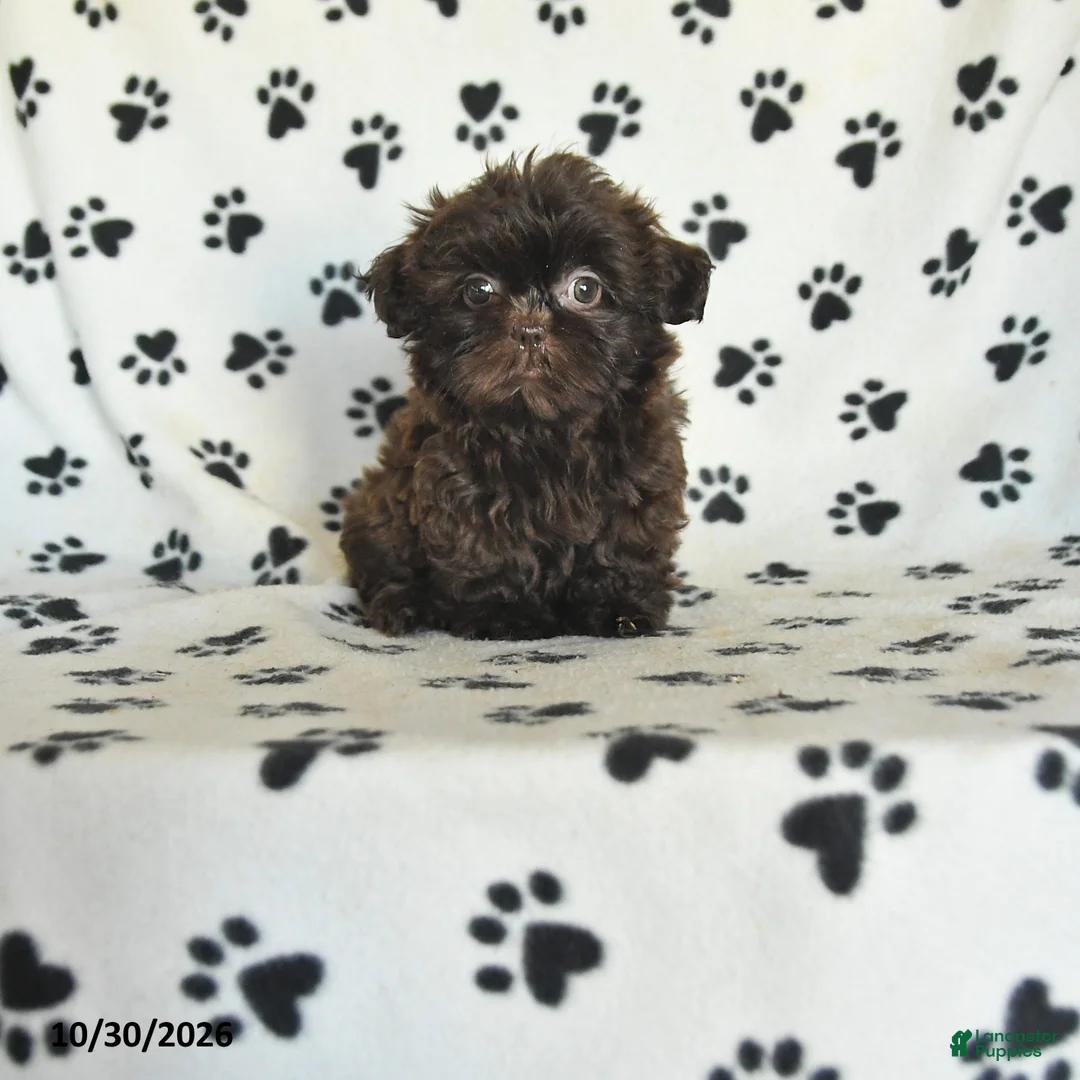 Shih Tzu dogs for sale: Ozzie - Ad 1