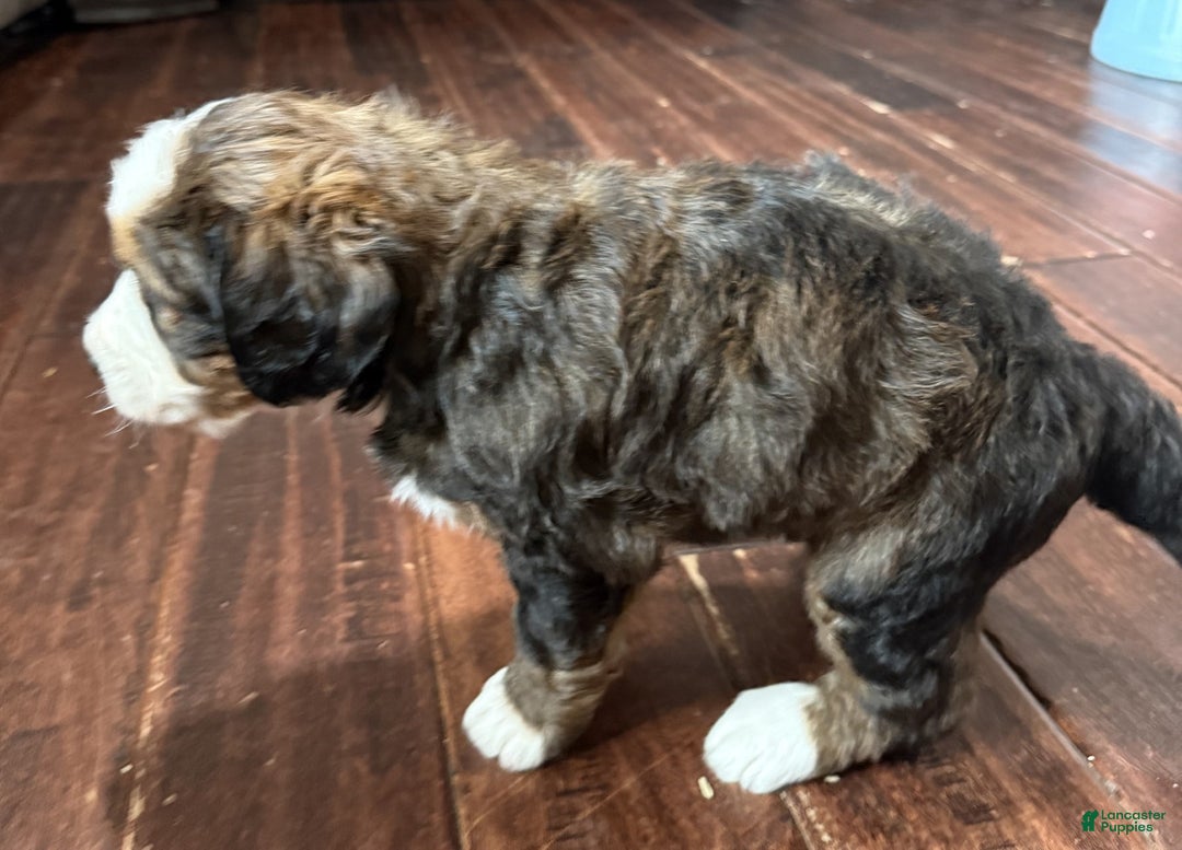 Bernedoodle dogs for sale: Tank - Ad 5