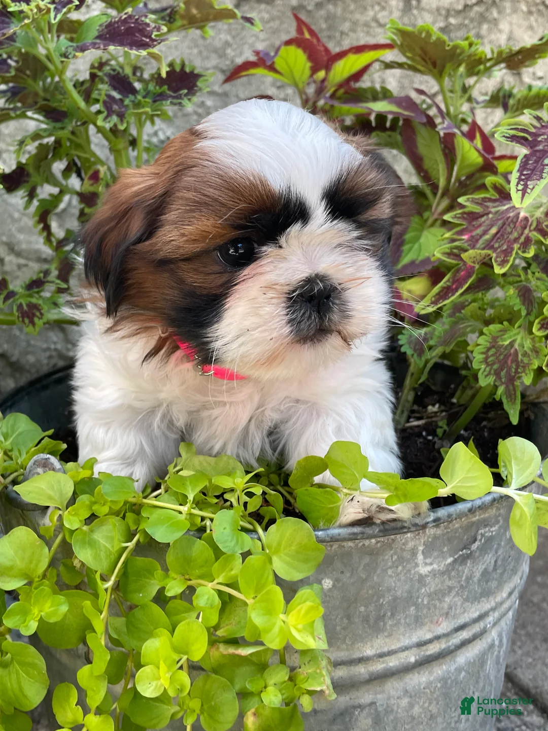 Shih Tzu dogs for sale: Lulu - Ad 4