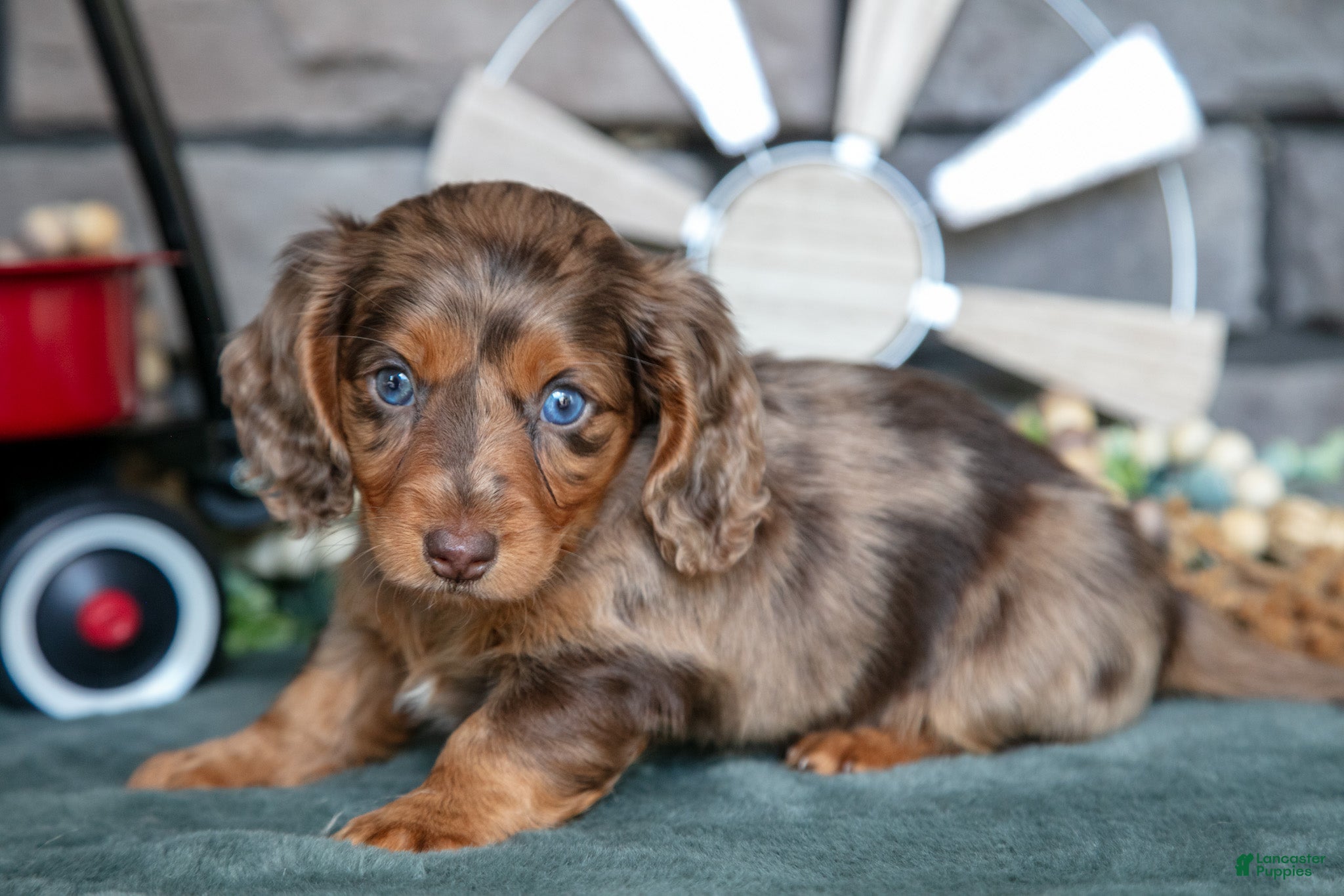 Miniature Dachshund dogs Jessa - Ad 1