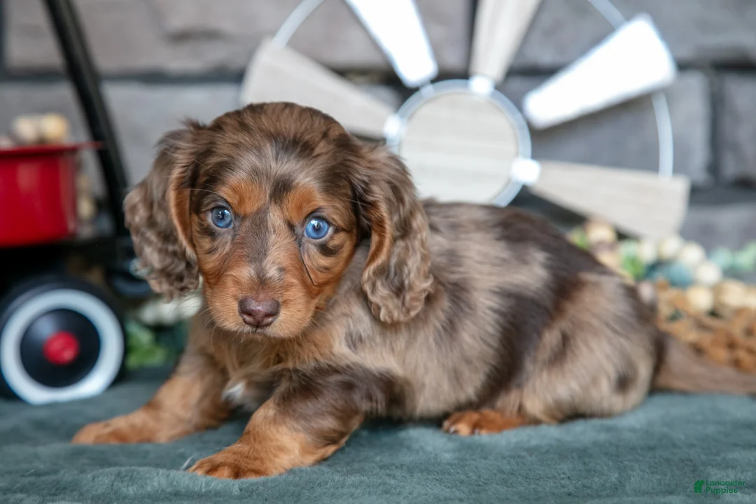 Miniature Dachshund dogs for sale: Jessa - Ad 1