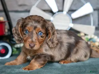 Miniature Dachshund dogs for sale: Jessa - Ad 1