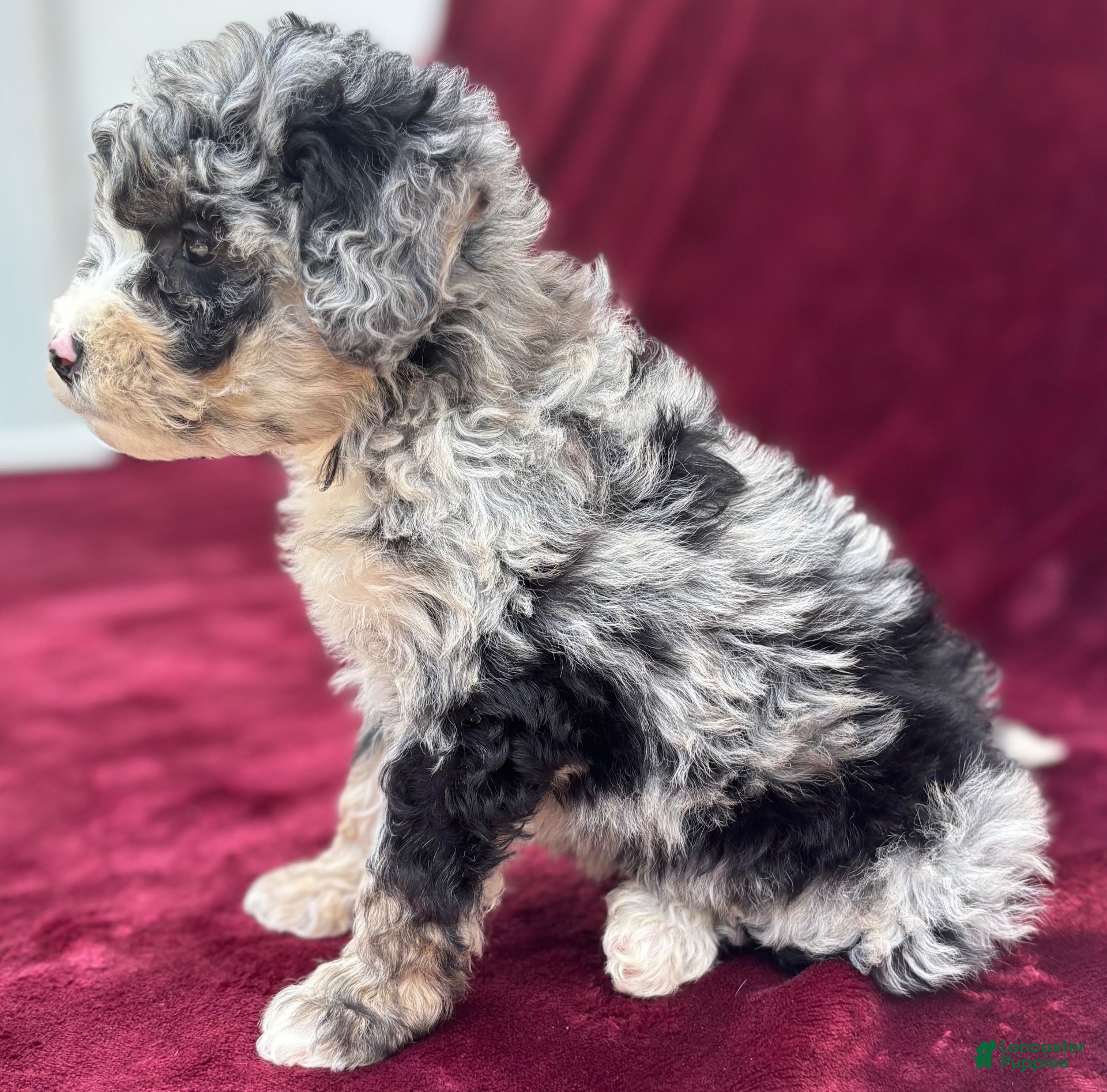 Mini Bernedoodle dogs for sale: Sailor  - Ad 2