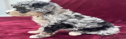 Mini Bernedoodle dogs for sale: Sailor  - Ad 2