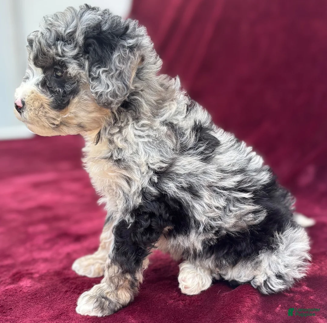 Mini Bernedoodle dogs for sale: Sailor  - Ad 2