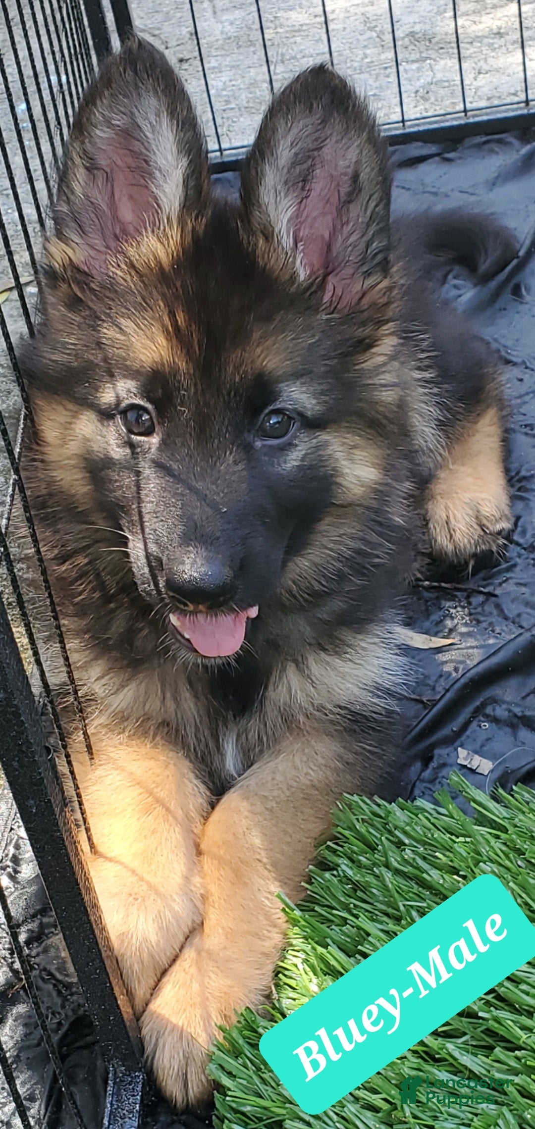 German Shepherd dogs Bluey - Ad 15