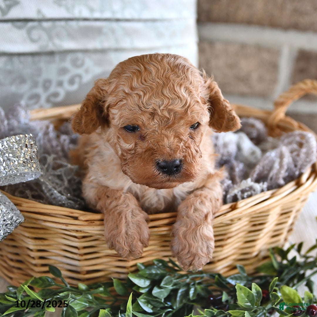 Cavachon dogs for sale: Espresso - Ad 7