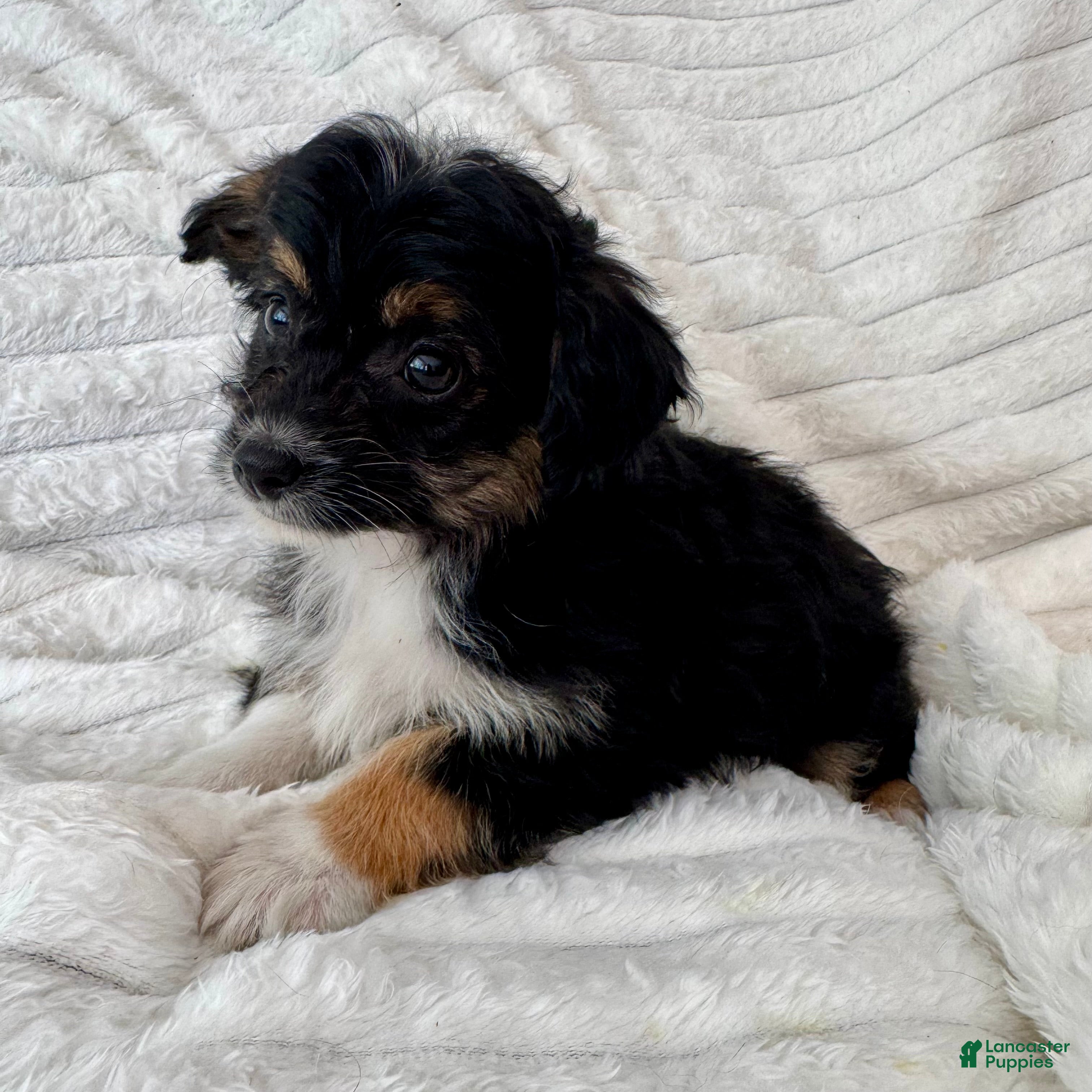 Mixed Breed dogs Willy  - Ad 28