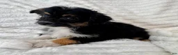 Mixed Breed dogs for sale: Willy  - Ad 1