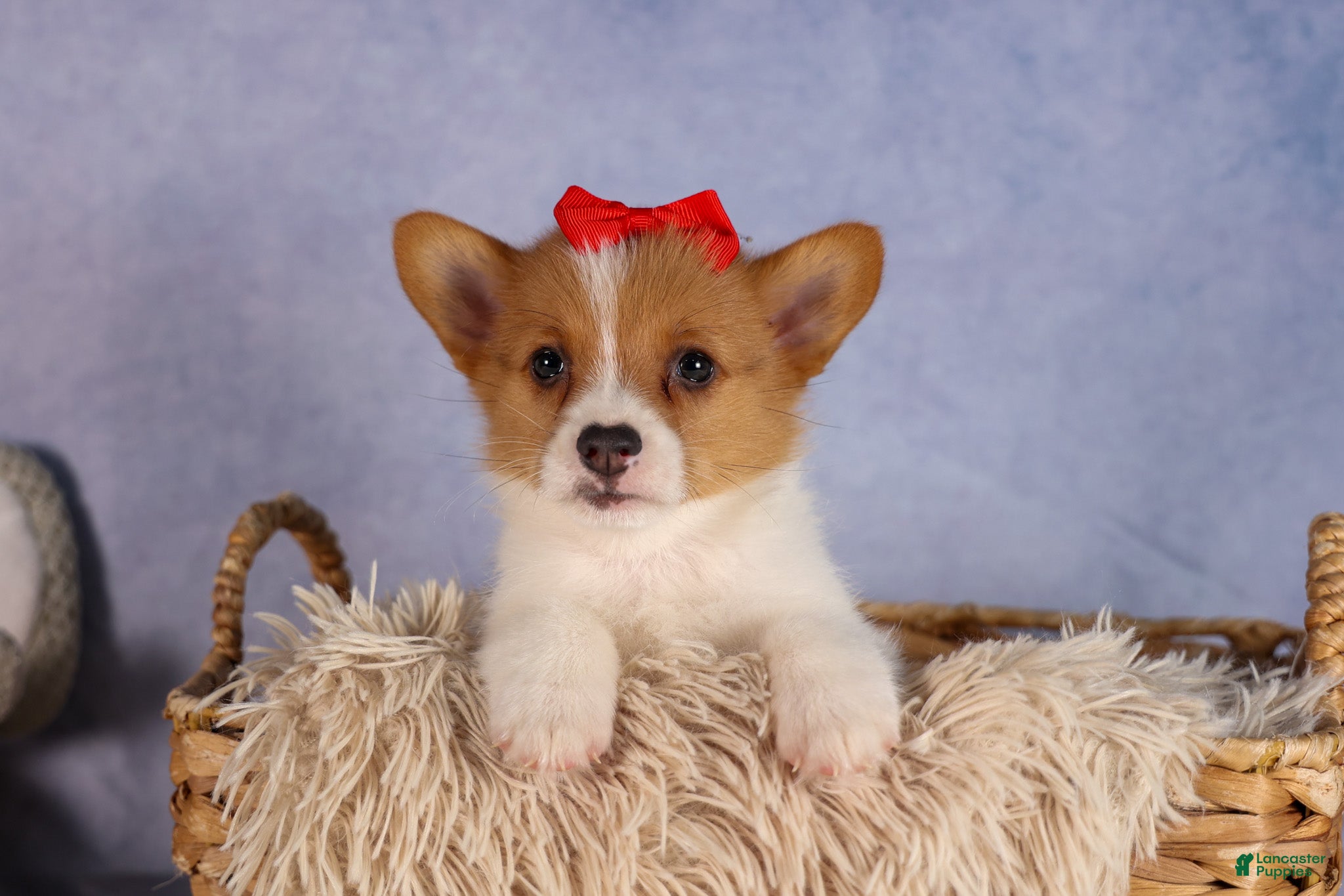 Pembroke Welsh Corgi
