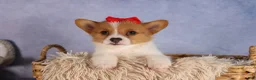 Welsh Corgi Pembroke dogs for sale:  Brusier 🐶 - Ad 3