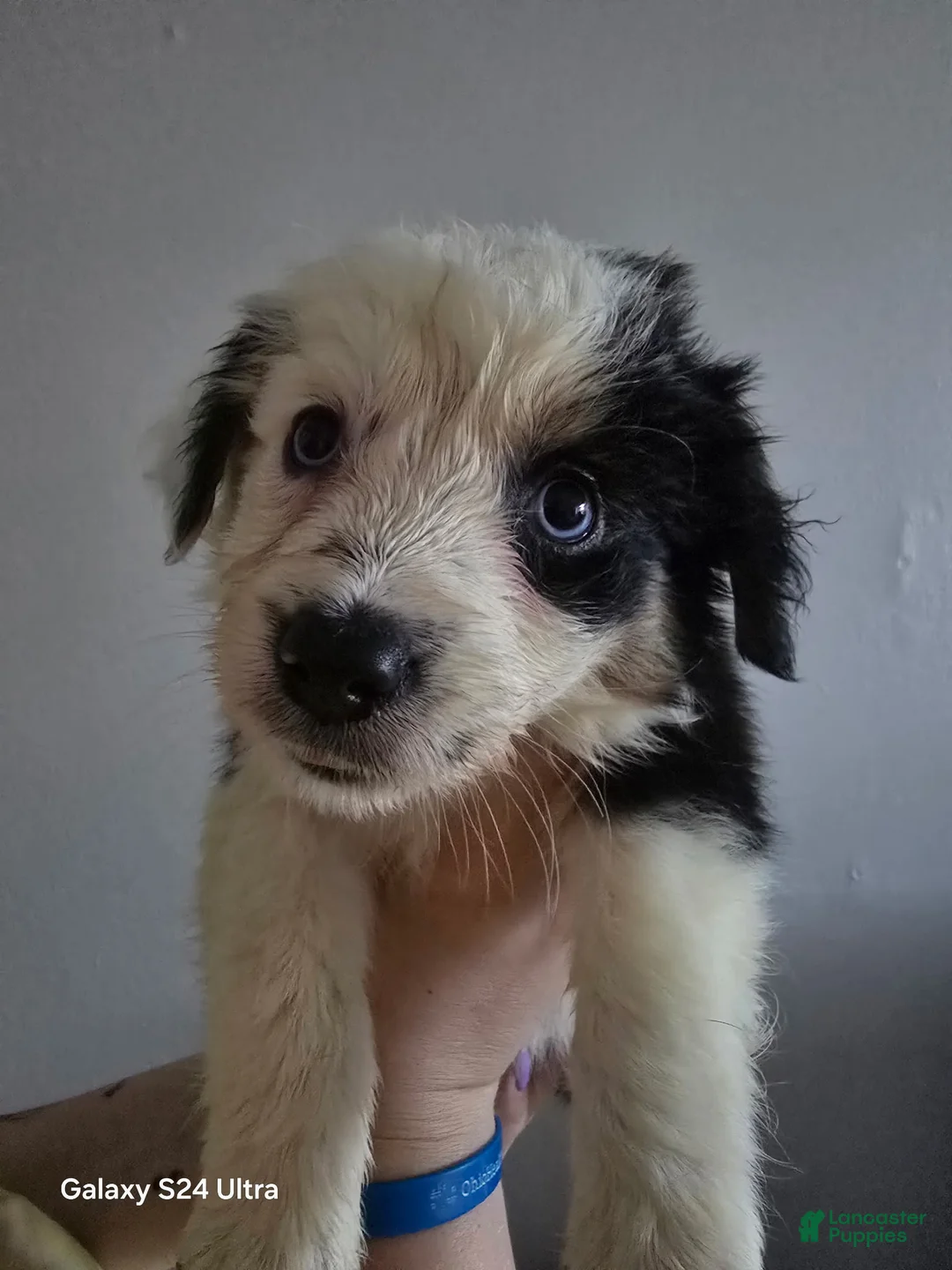 Border Collie dogs for sale: Border Collie 3 - Ad 1