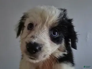 Border Collie dogs Border Collie 3 - Ad 4