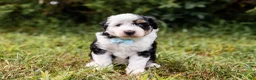 Aussiedoodle dogs for sale: Fuse - Ad 4