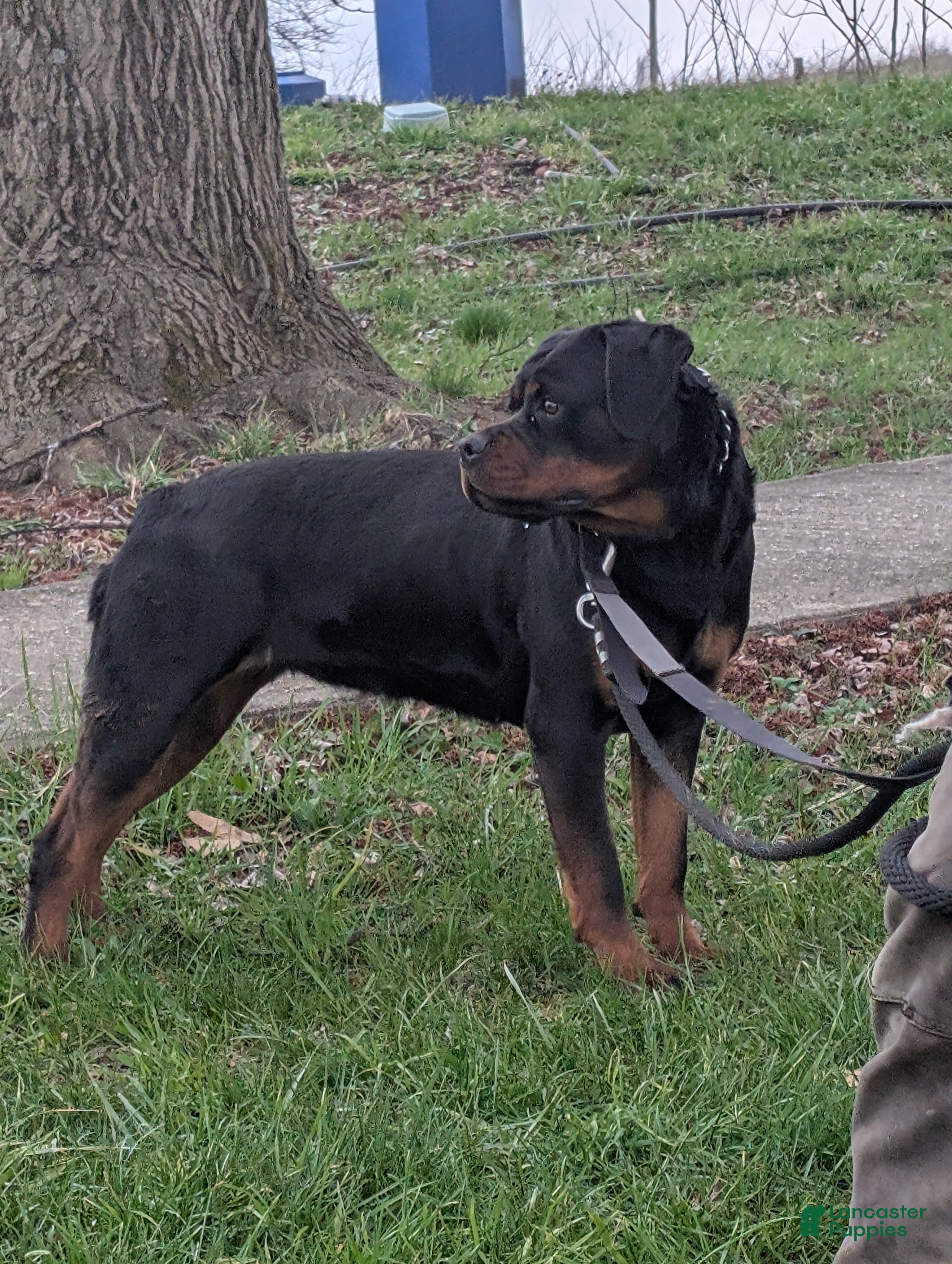 Rottweiler dogs Bella - Ad 2