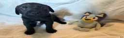 Cane Corso dogs for sale: Dean AKC green collar - Ad 36