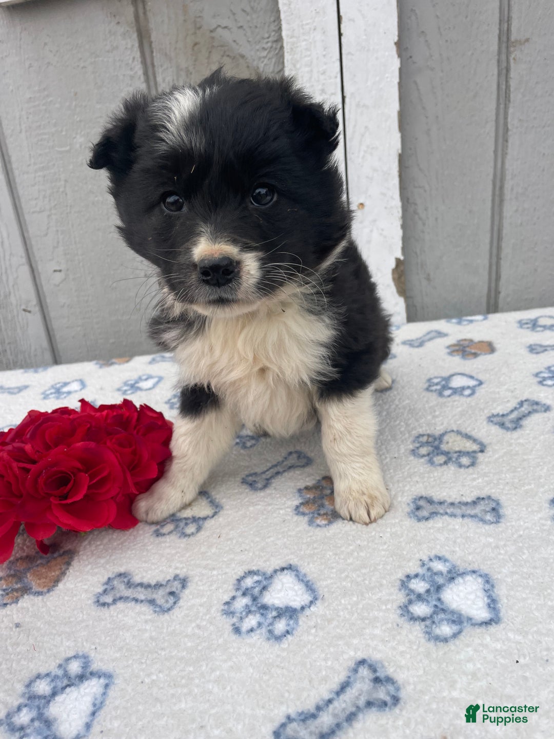 Border Collie dogs for sale: Skye - Ad 4