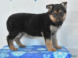 German Shepherd dogs Unice - Ad 39