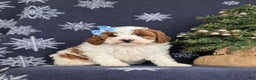 Cavapoo dogs for sale: Ariana Hypoallergenic - Ad 4