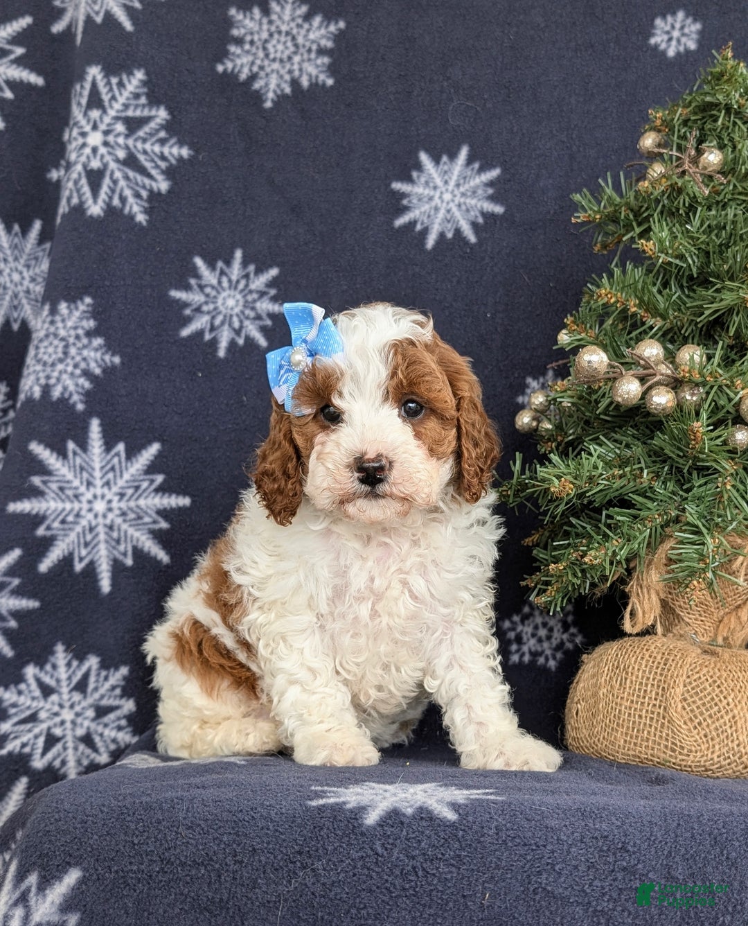 Cavapoo dogs for sale: Ariana Hypoallergenic - Ad 4