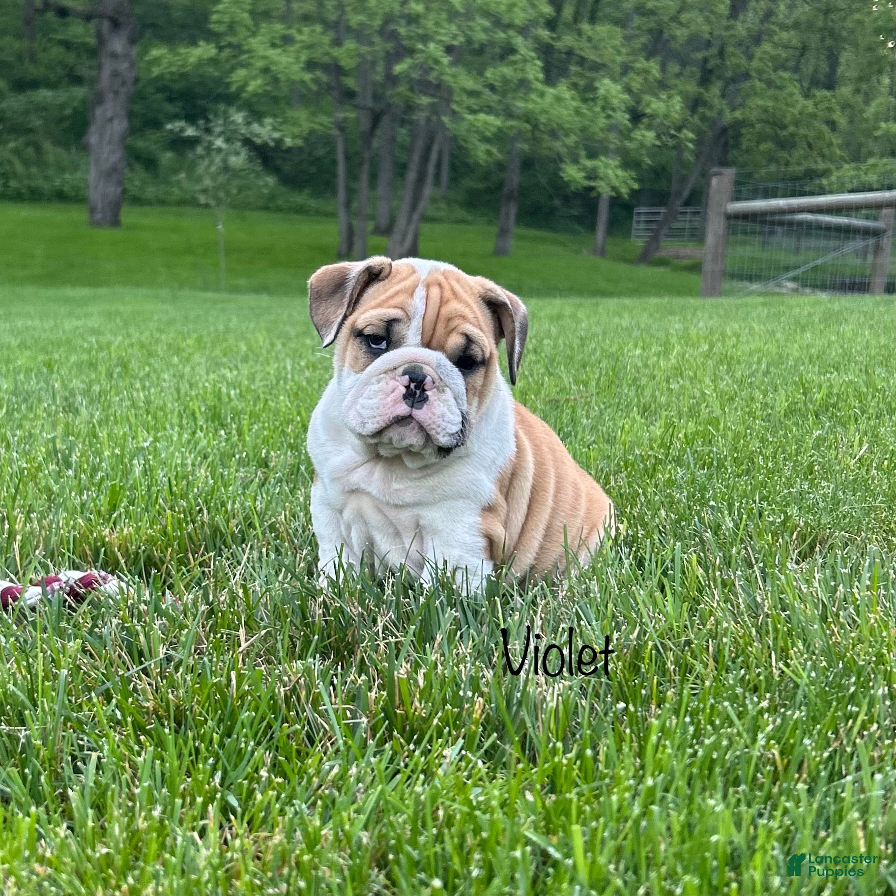 English Bulldog dogs Violet - Ad 1