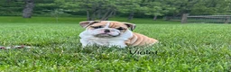 English Bulldog dogs for sale: Violet - Ad 1