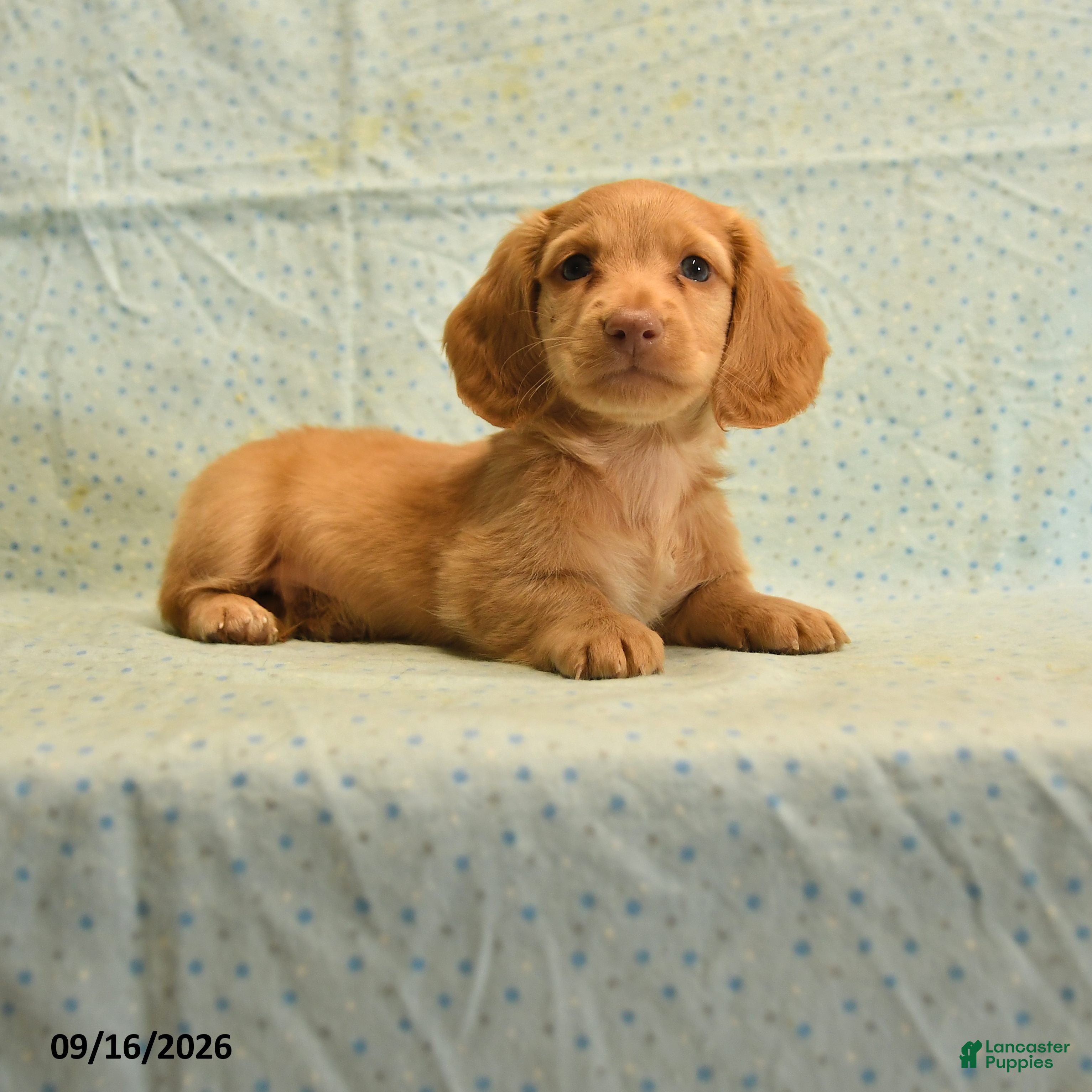 Dachshund dogs Sparky - Ad 1